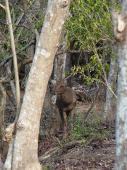 Rusa timorensis