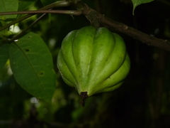 Jacaratia dolichaula