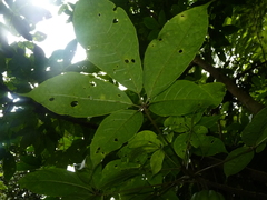 Jacaratia dolichaula
