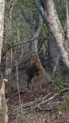 Rusa timorensis