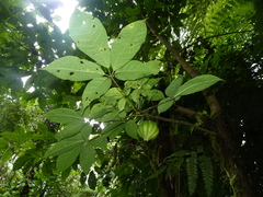 Jacaratia dolichaula