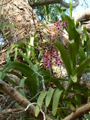 Vanda perplexa