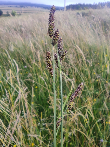 Image of Carex hartmaniorum by (c) Santiago Martín-Bravo, some rights reserved (CC BY)