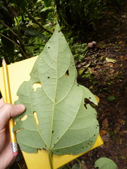 Hampea appendiculata