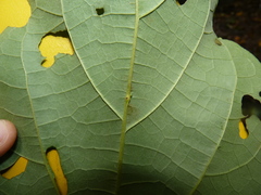 Hampea appendiculata