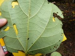 Hampea appendiculata