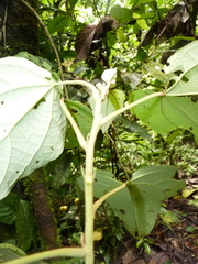 Hampea appendiculata