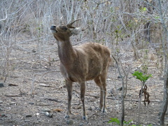 Rusa timorensis