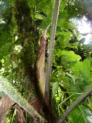 Philodendron verrucosum