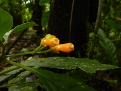 Image of Besleria laxiflora