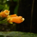 Besleria laxiflora - Photo (c) Nate Hartley,  זכויות יוצרים חלקיות (CC BY-NC), הועלה על ידי Nate Hartley