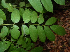 Connaraceae