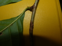 Coccoloba tuerckheimii