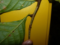 Coccoloba tuerckheimii