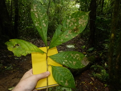 Coccoloba tuerckheimii