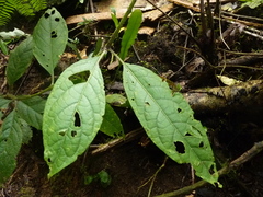 Solanum lanceifolium