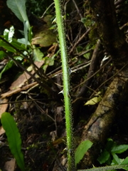 Solanum lanceifolium