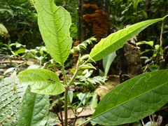 Solanum lanceifolium