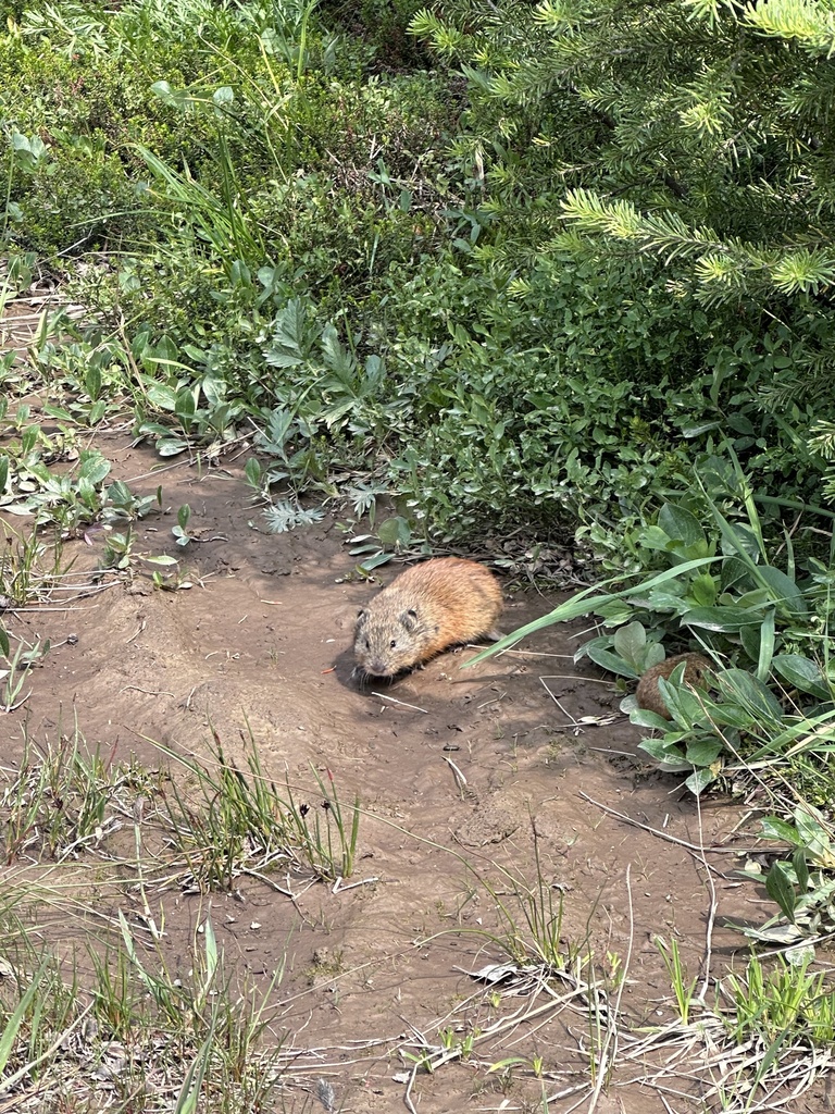 Nearctic Brown Lemming