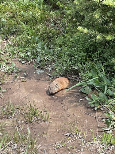 Nearctic Brown Lemming