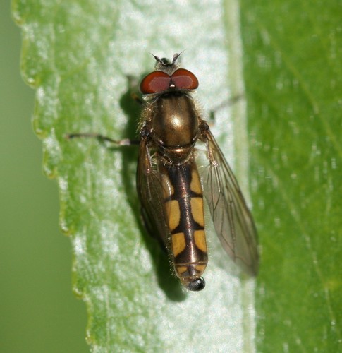 Dull-backed Sedgesitter