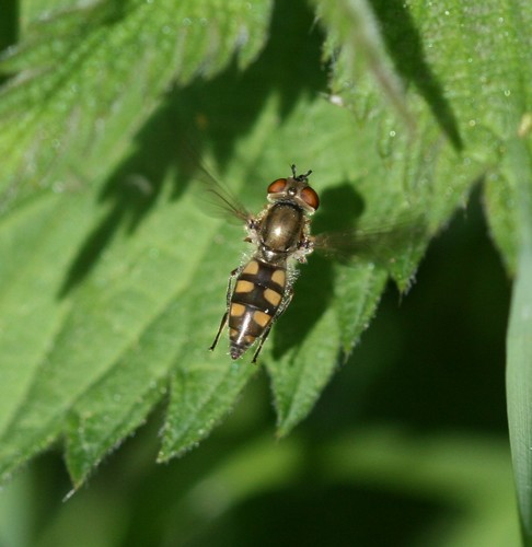 Dull-backed Sedgesitter