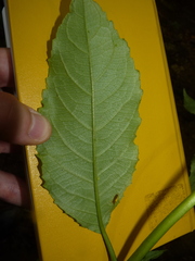 Hedyosmum bonplandianum