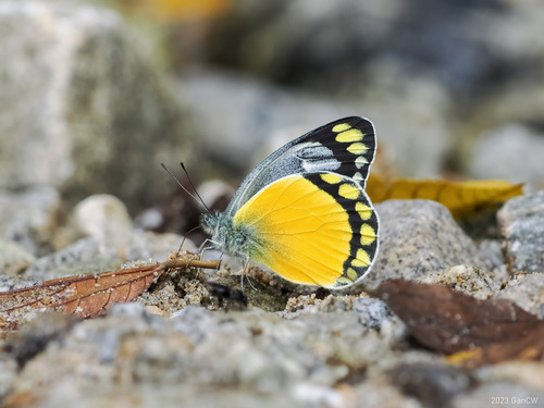 Delias melusina