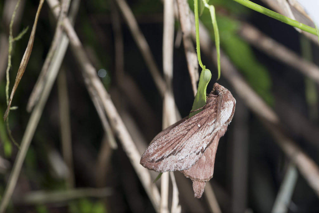 Pachypasoides albisparsa