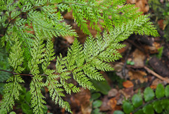 Leptolepia novae-zelandiae