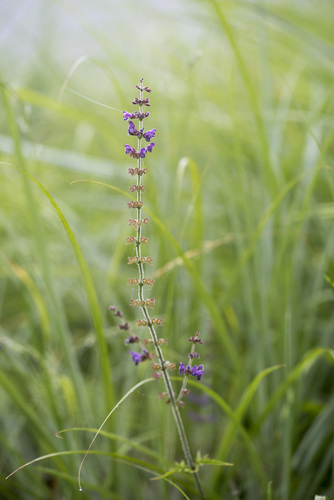 Image of Salvia formosana by (c) Licheng Shih, some rights reserved (CC BY)