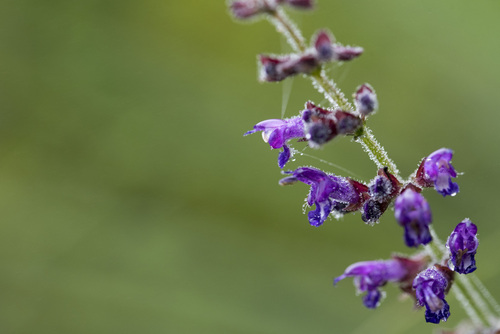 Image of Salvia formosana by (c) Licheng Shih, some rights reserved (CC BY)