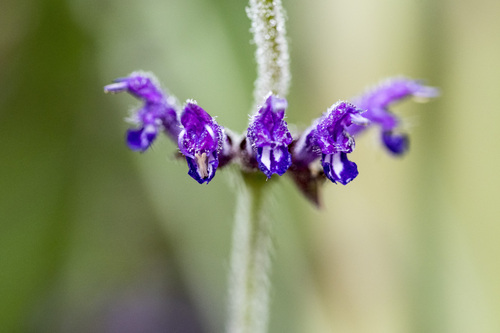 Taiwanese Fernleaf Sage (Salvia formosana)