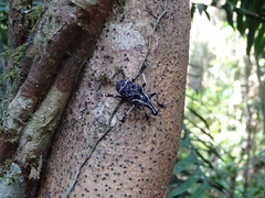 Tophoderes frenatus