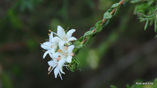 Agathosma pilifera