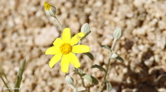 Eriophyllum wallacei