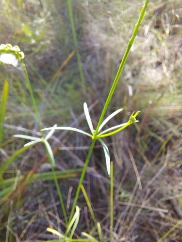 Image of Senega leptostachys by (c) Athena Philips, some rights reserved (CC BY)
