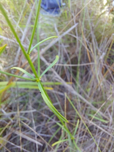 Image of Senega leptostachys by (c) Athena Philips, some rights reserved (CC BY)