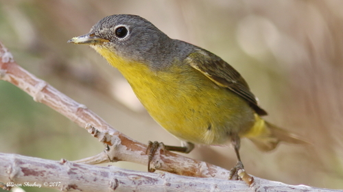 Nashville Warbler, photo 6 of 7
