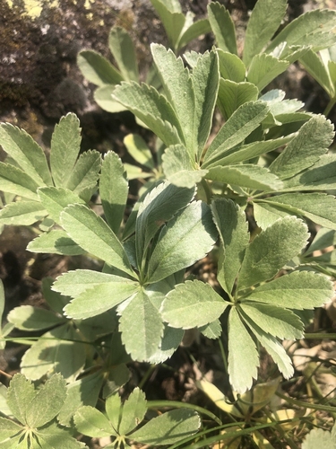 Potentilla valderia, photograph 4
