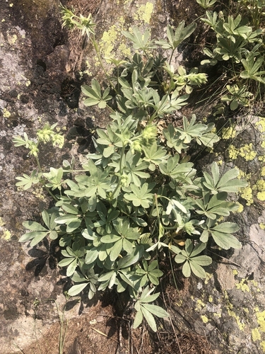 Potentilla valderia, photograph 5