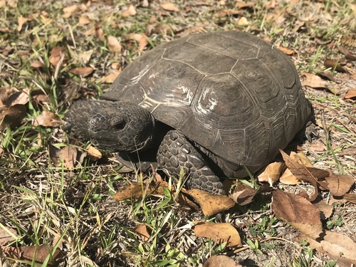 Gopher Tortoise, photo 4 of 10