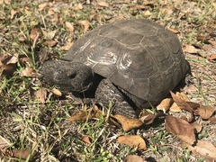 Gopher Tortoise photo 4