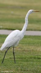 Ardea alba