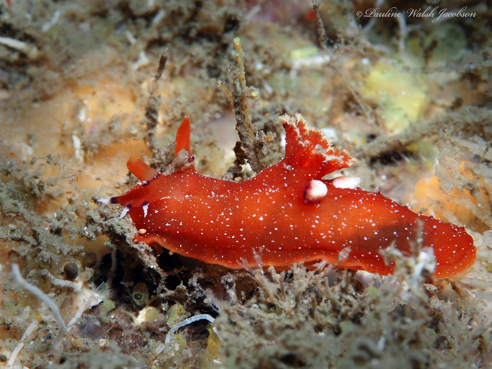 Lucayan Plocamopherus