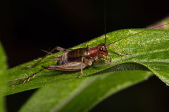 Anaxipha exigua