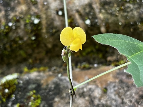 Sarawak bean (Vigna hosei)