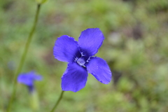 Gentianopsis paludosa