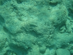 Synodus dermatogenys