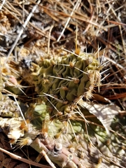 Opuntia cymochila